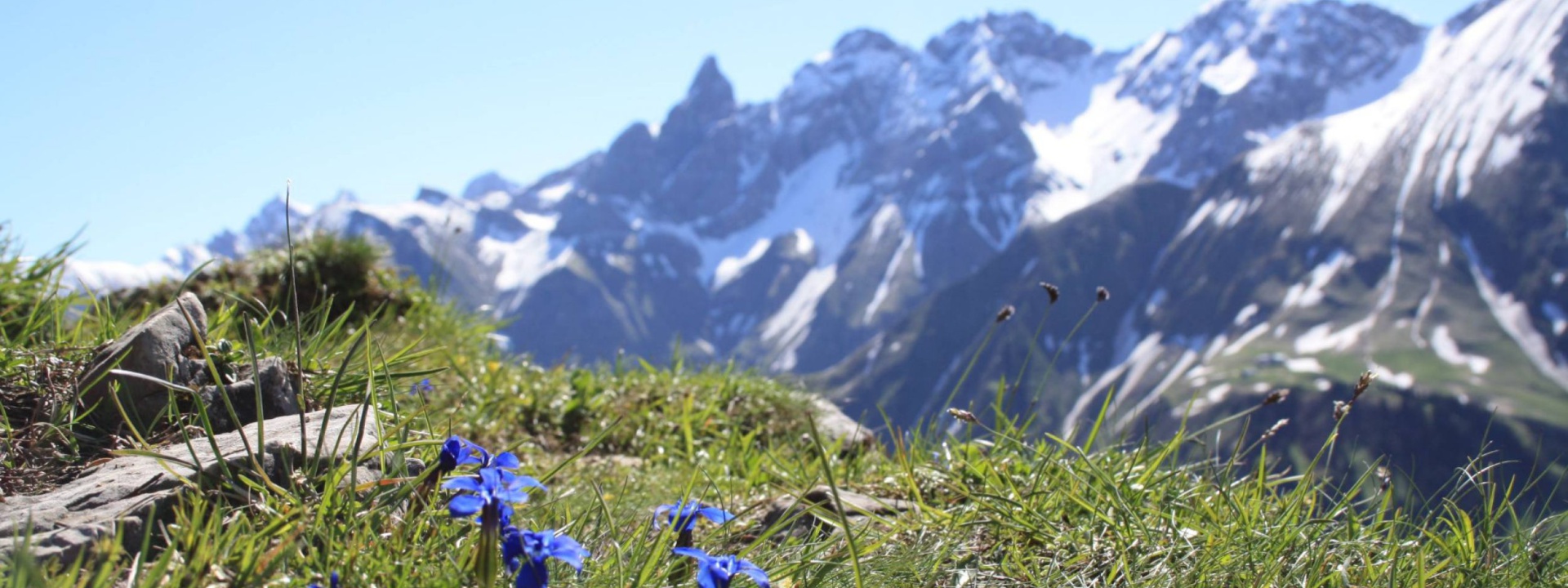Bergblick mit Enzian